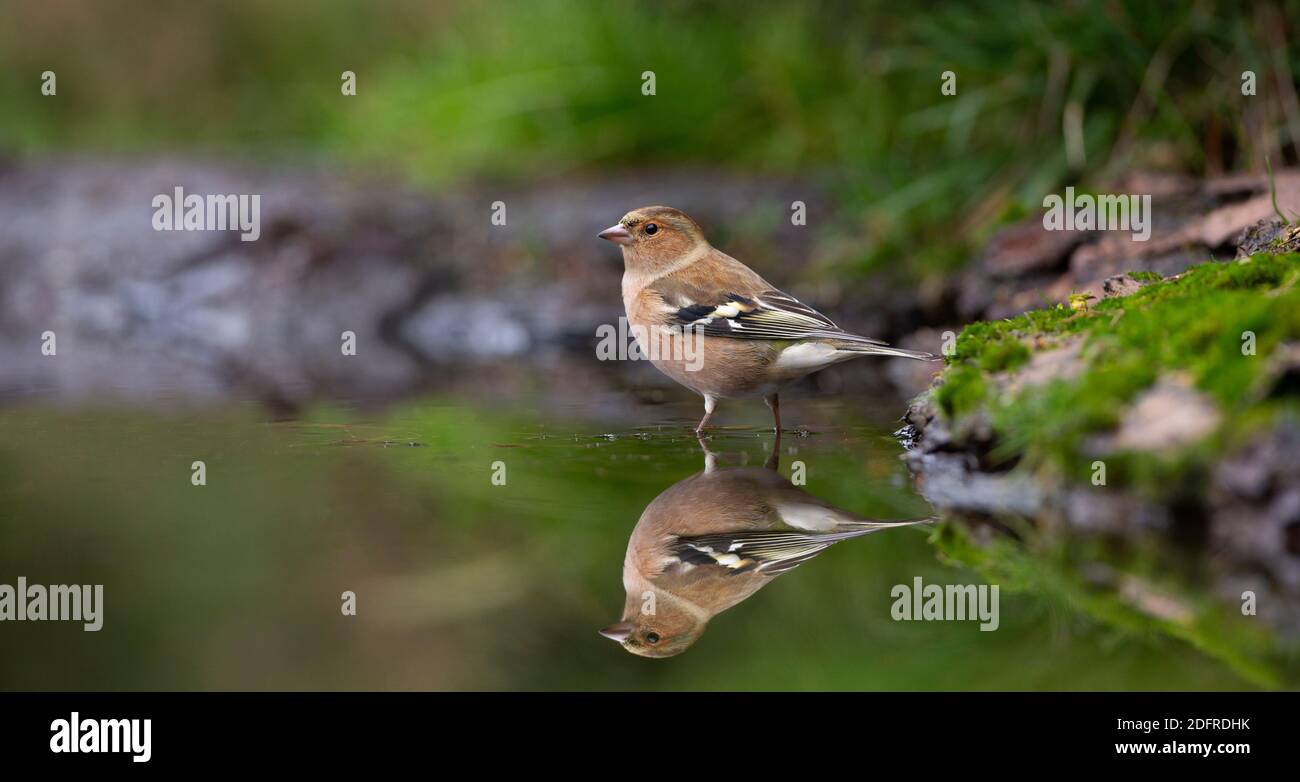 Panorama d'un Chaffinch mâle (Fringilla coelebs) debout dans l'eau Banque D'Images