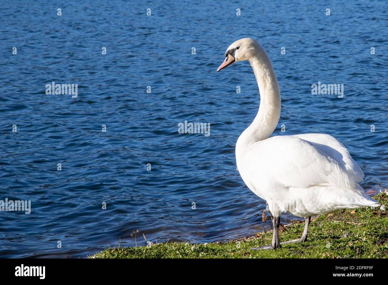 cygne regardant la rive d'un lac dans un parc, à l'extérieur Banque D'Images