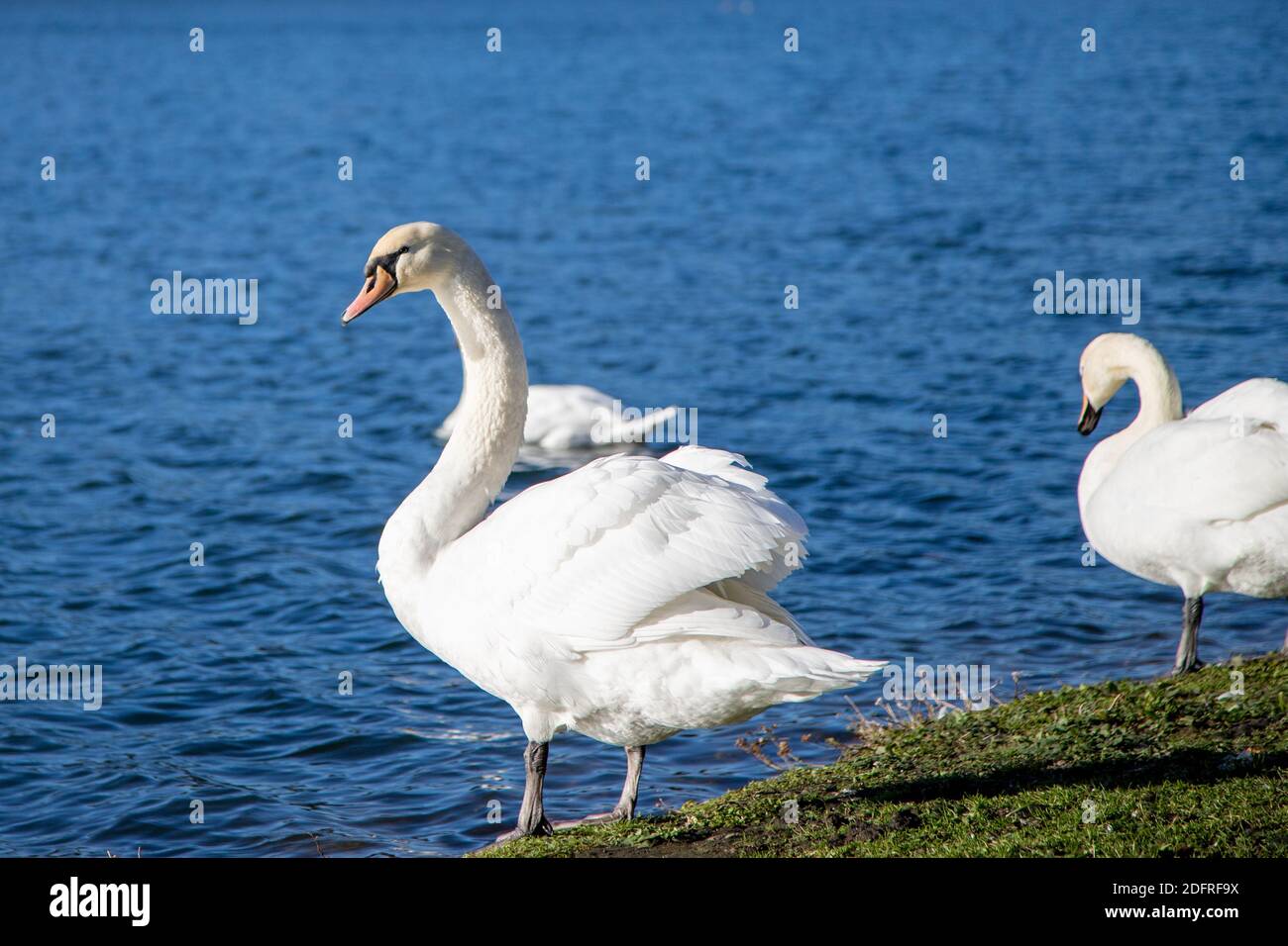 le cygne se repose sur les rives d'un lac dans un parc, à l'extérieur Banque D'Images