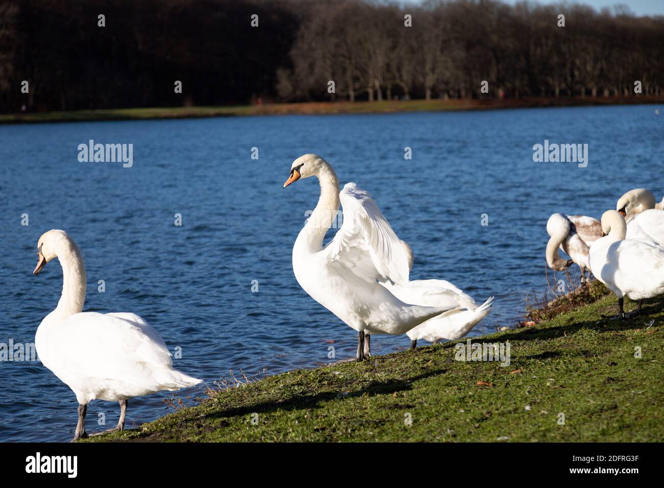 groupe de cygnes se reposant sur la rive d'un lac dans un parc, à l'extérieur Banque D'Images