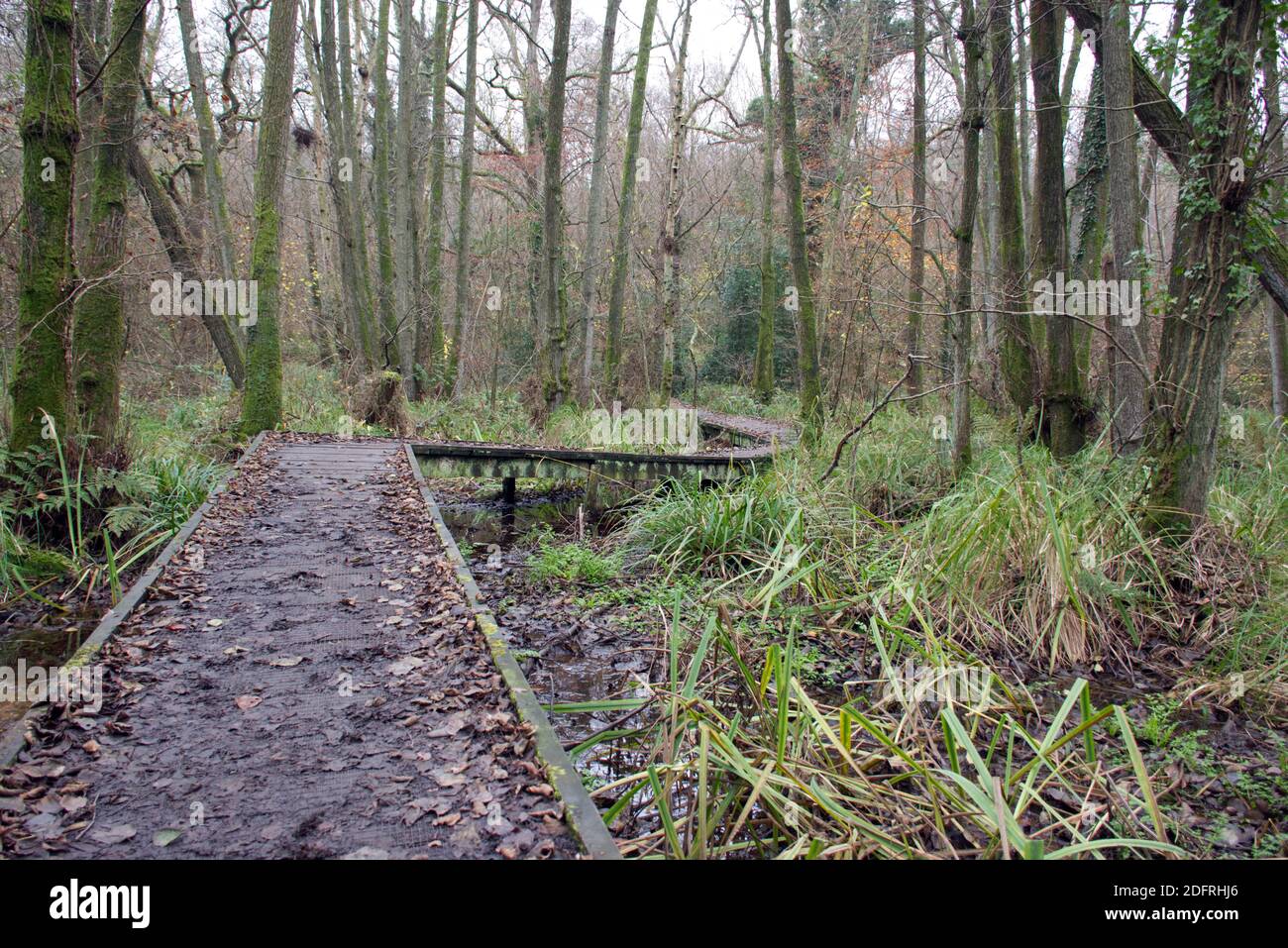 Une passerelle en bois surélevé traversant une zone boisée humide Banque D'Images