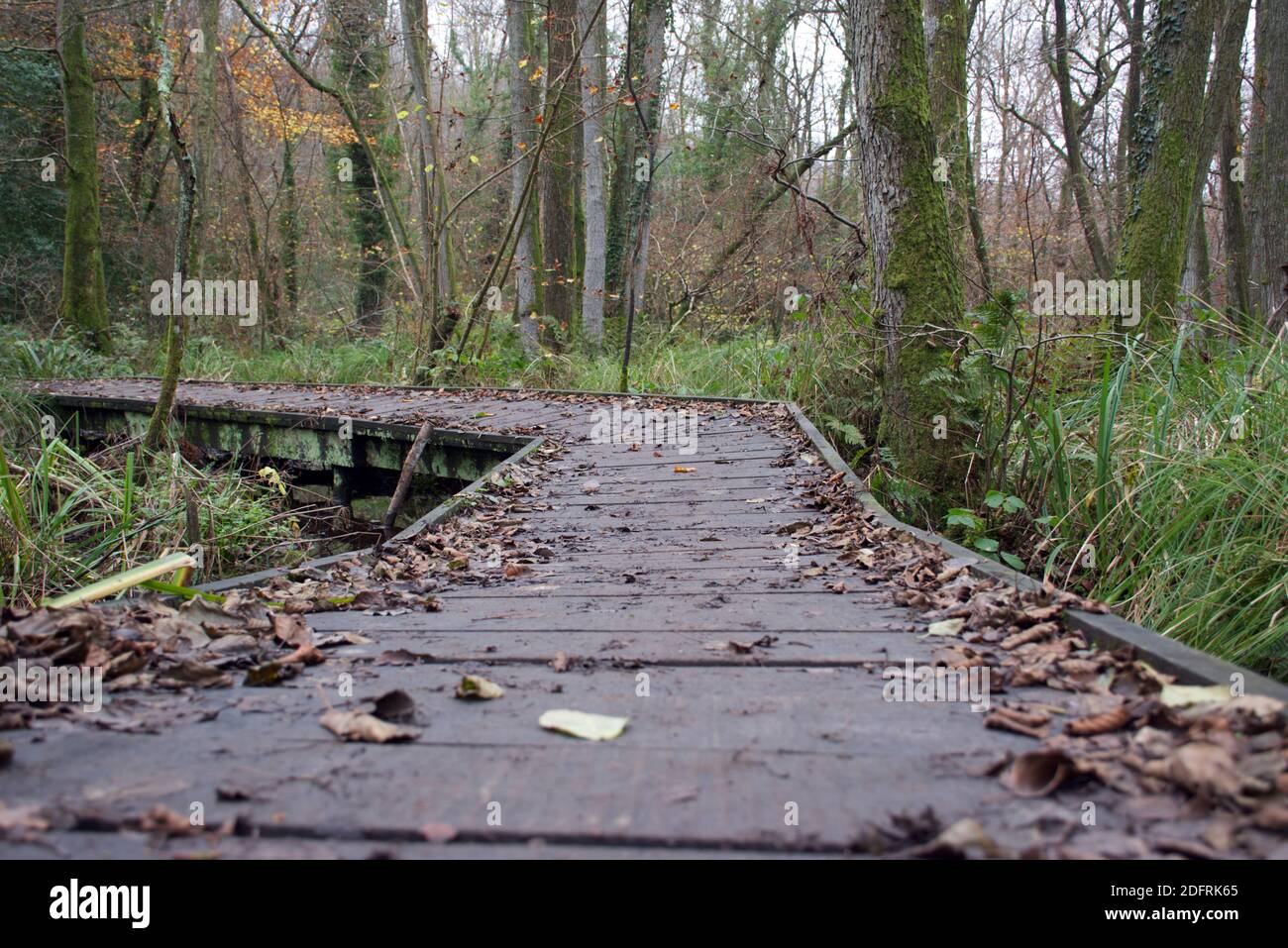 Une passerelle en bois surélevé traversant une zone boisée humide Banque D'Images