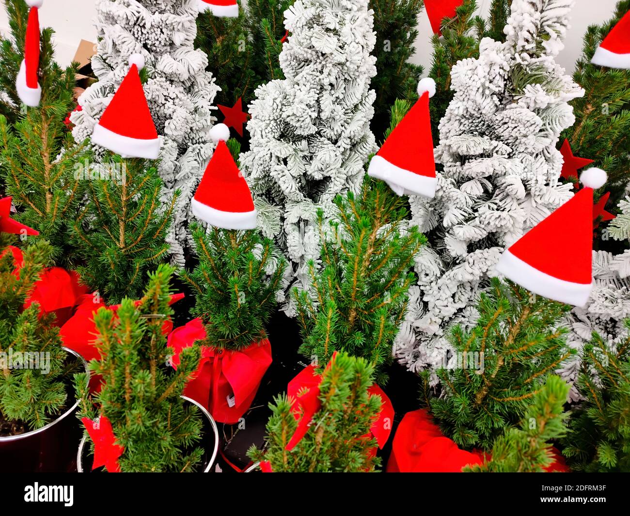 Motif naturel des arbres de Noël à vendre Banque D'Images