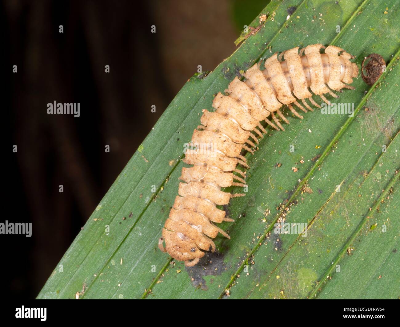 Millipede à dos plat (ordre Polydesmida, famille Platyrhacidae) sur une feuille de forêt tropicale la nuit près de Puerto Quito dans l'ouest de l'Equateur Banque D'Images