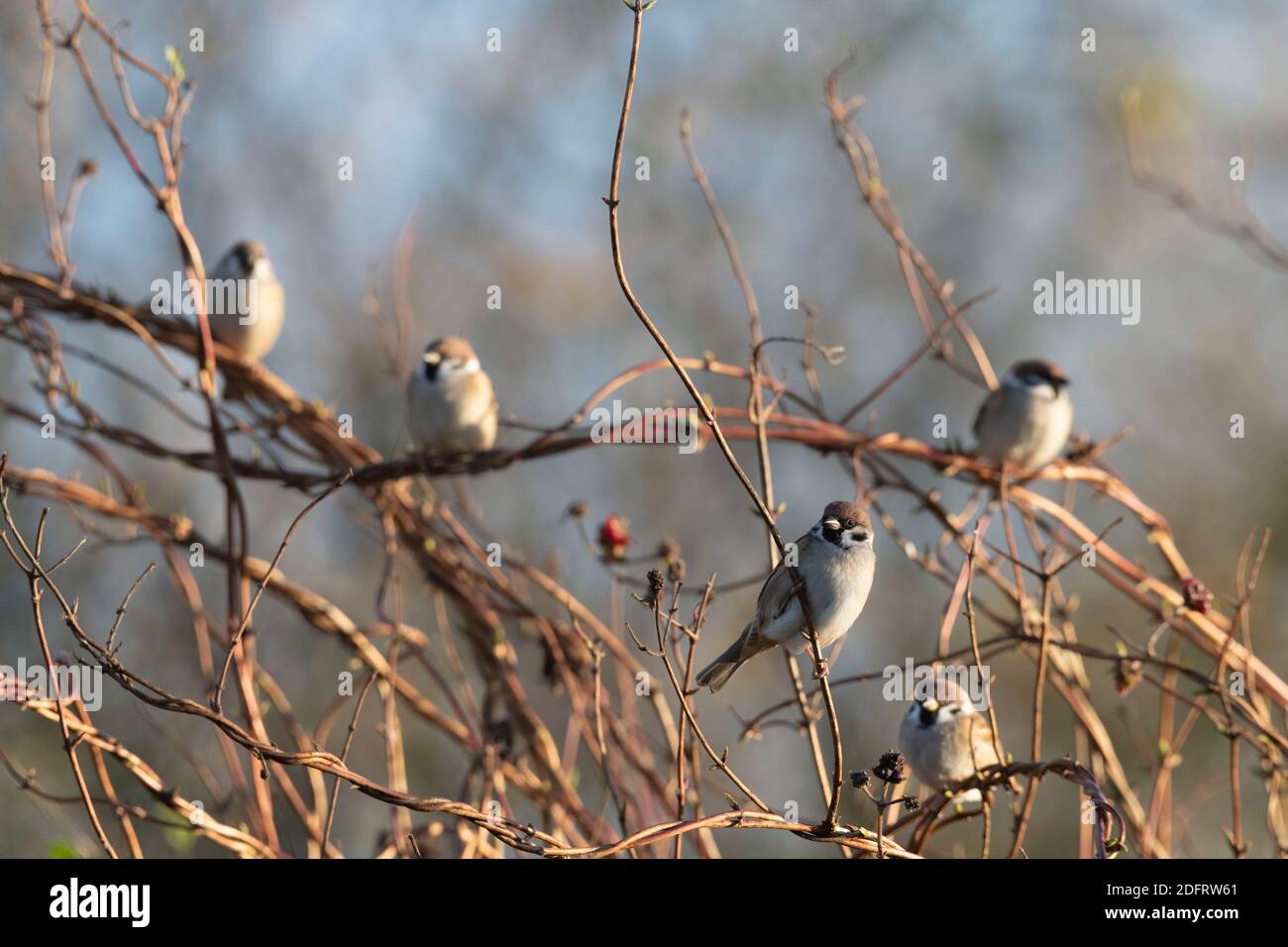 Un petit groupe d'arbres épars (Passer Montanus) Perching à la lumière du soleil sur le Honeysuckle à la fin de l'automne / tôt Hiver Banque D'Images