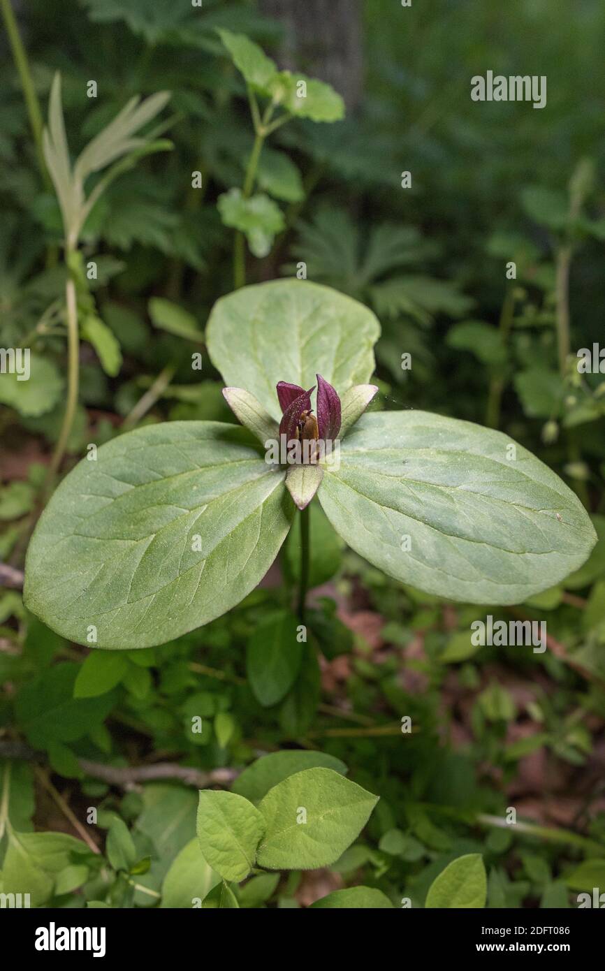 Petit Betsy ou Trillium cunetum doux, en fleur sur le fond de la forêt. Banque D'Images