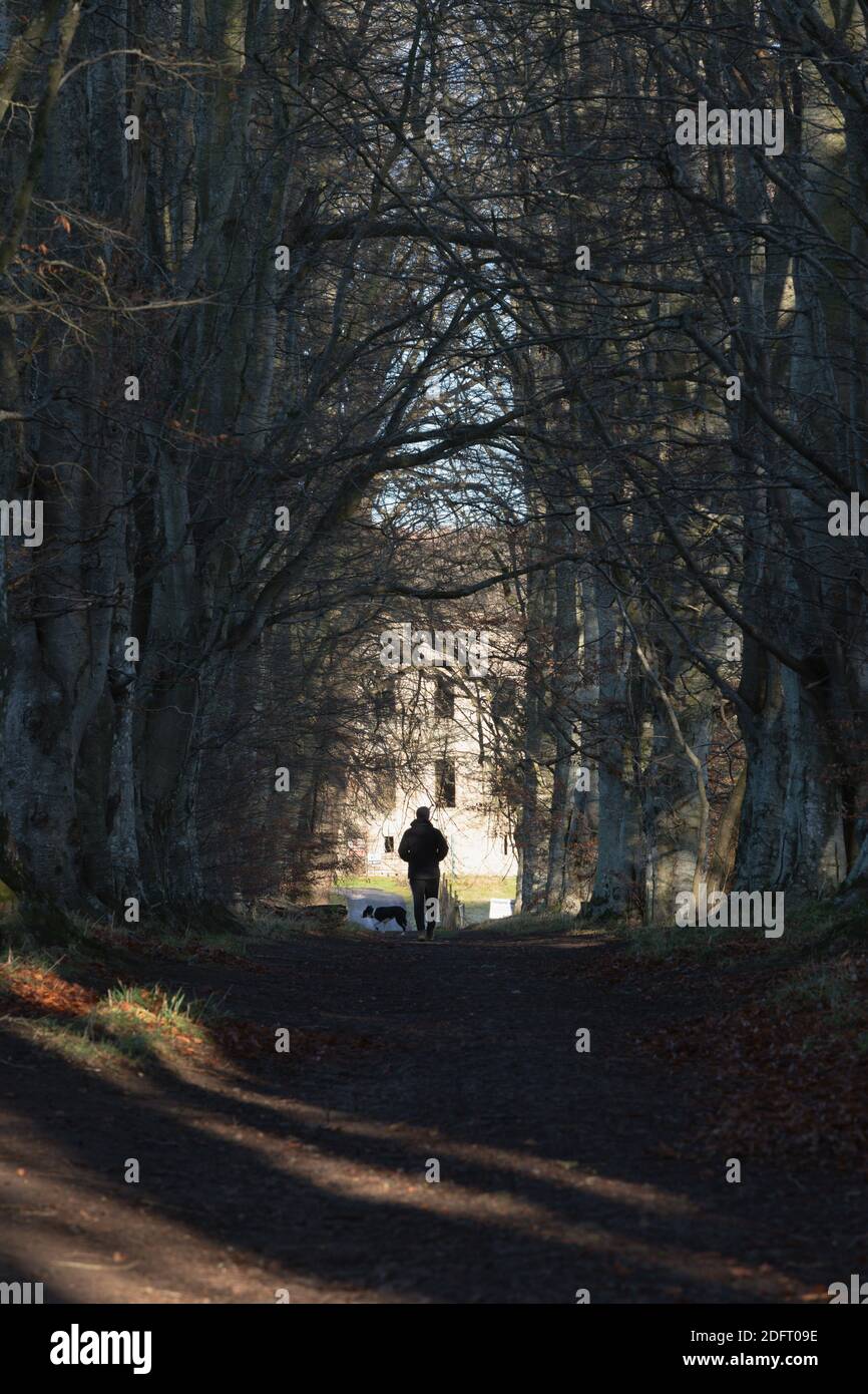 Un homme et un chien marchant vers le Palais épiscopal médiéval abandonné à Fetternear, près de Kemnay dans l'Aberdeenshire, sur une chaussée bordée d'arbres Beech Banque D'Images
