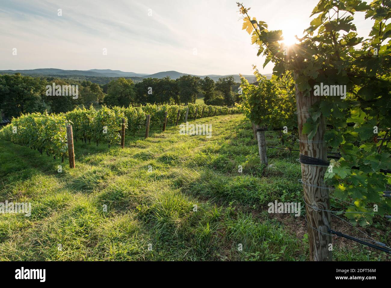 Coucher de soleil sur des rangées de raisins dans les vignobles de RDV à Delaplane, Virginie. Banque D'Images