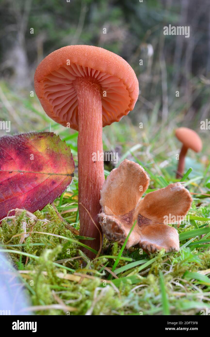 Un seul spécimen de Laccaria laccata ou de champignon Waxy laccaria au premier plan et un autre en arrière-plan, par rapport à la feuille rouge et à la corne de hêtre Banque D'Images