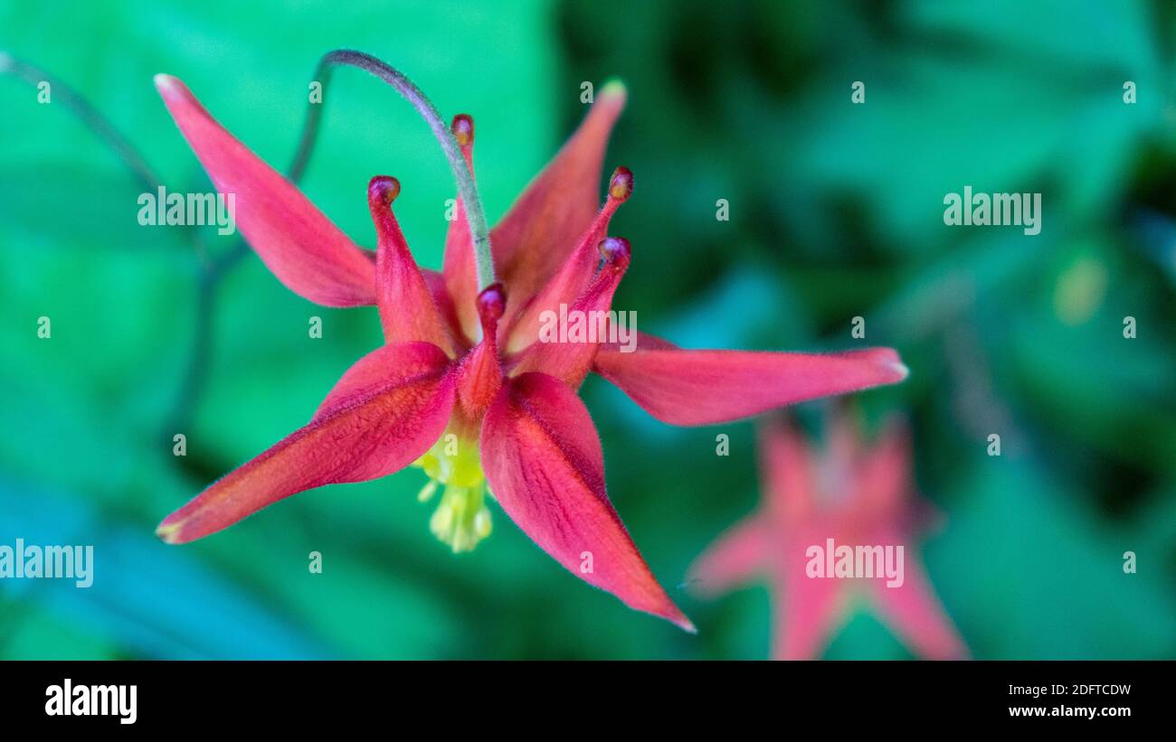 Colombie-Ouest (Aquilegia Formosa) trouvé à Icy Strait point, Alaska. On peut les trouver en croissance dans les zones humides des forêts, des terres boisées et des prés. Banque D'Images