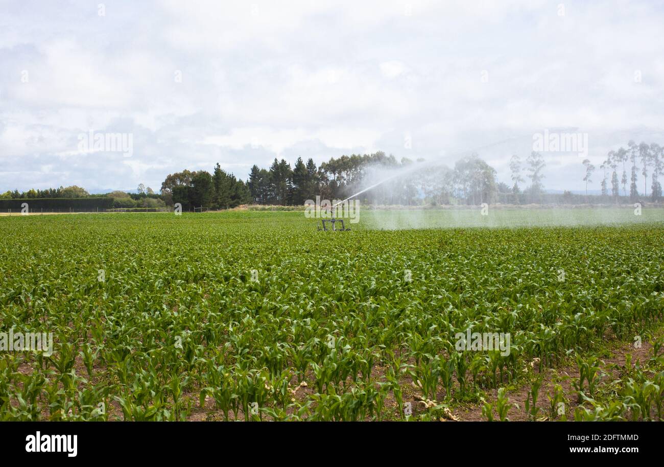 Terres agricoles irriguées, North Canterbury, South Island Nouvelle-Zélande. Un champ de jeunes pousses de maïs est arrosé par arrosage sprinkleur. Banque D'Images