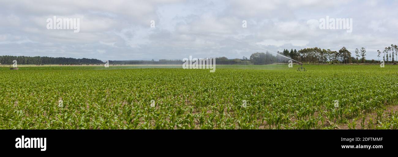 Terres agricoles irriguées, North Canterbury, South Island Nouvelle-Zélande. Un champ de jeunes pousses de maïs est arrosé par arrosage sprinkleur. Banque D'Images