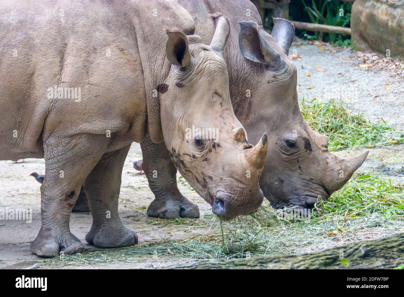 Nouvelle sur ce forum - Page 17 Le-rhinoceros-blanc-ceratotherium-simum-est-la-plus-grande-espece-existante-de-rhinoceros-il-a-une-large-bouche-2dfw7bp