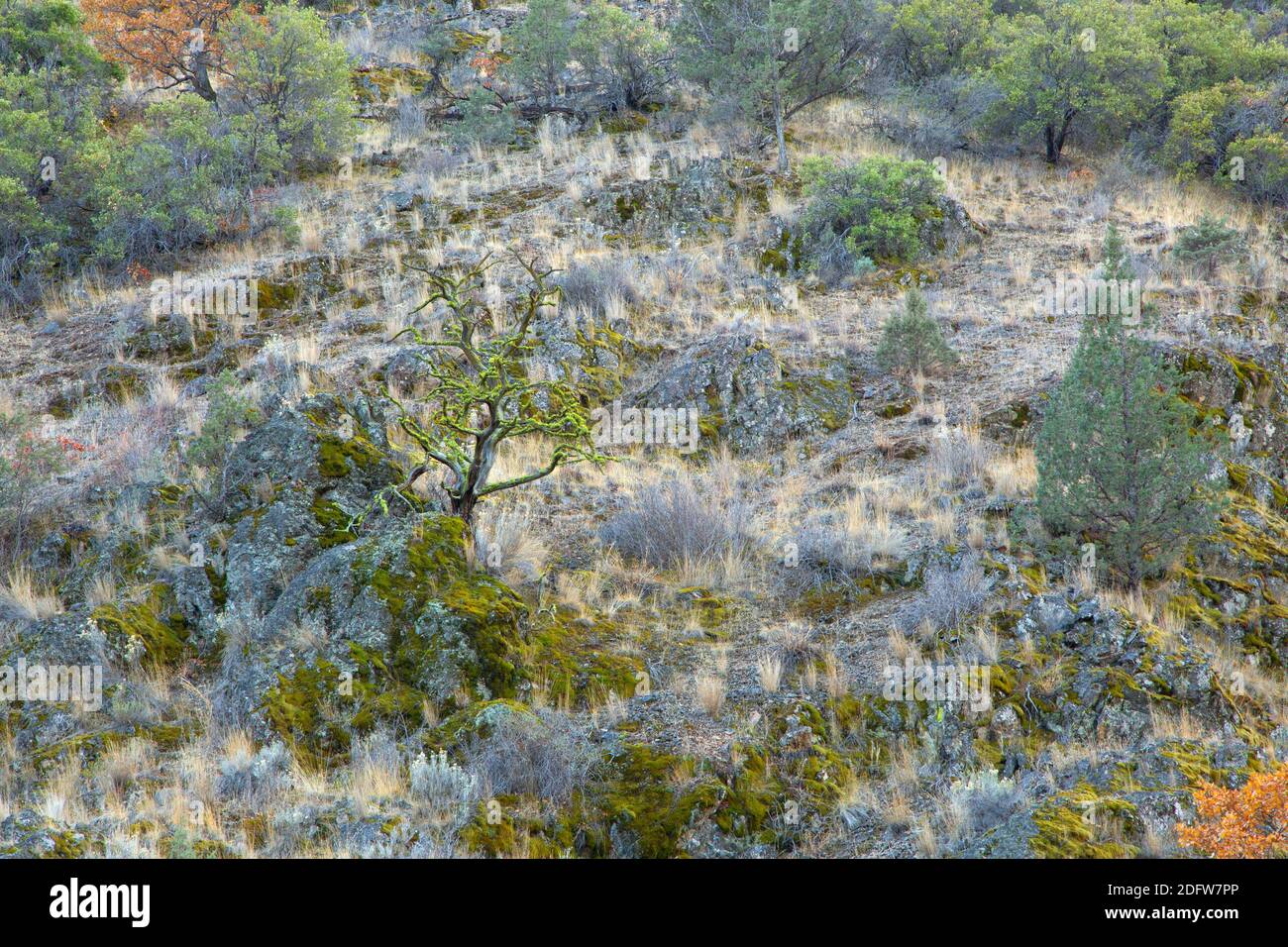 Juniper Snag, Klamath Wild et Scenic River, State of Jefferson Scenic Byway, Californie Banque D'Images