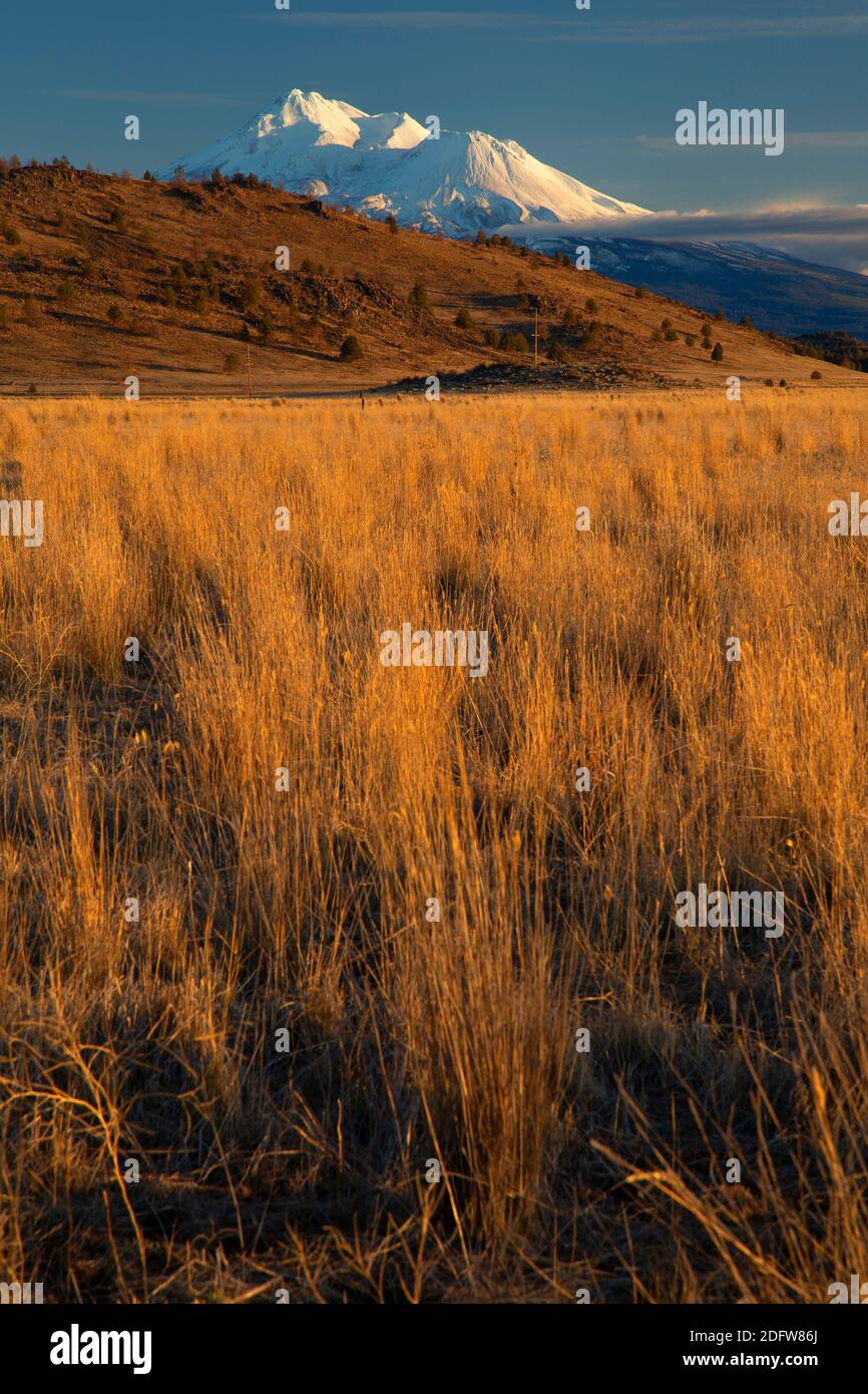 Vue sur les prairies du Mont Shasta, réserve naturelle de Shasta Valley, Californie Banque D'Images