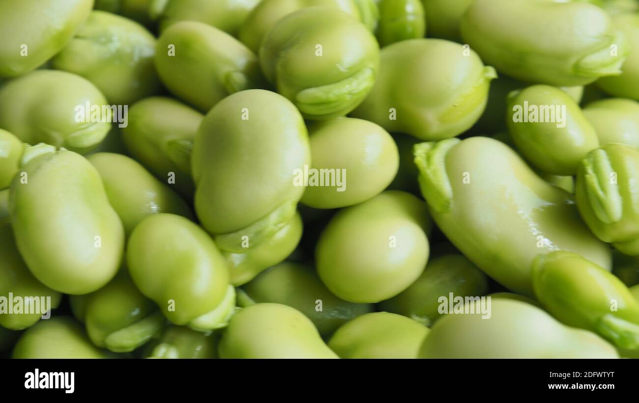 Fèves ou féveroles récoltées (Vicia faba) Banque D'Images