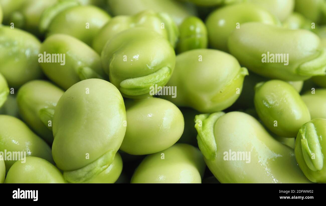 Fèves ou féveroles récoltées (Vicia faba) Banque D'Images