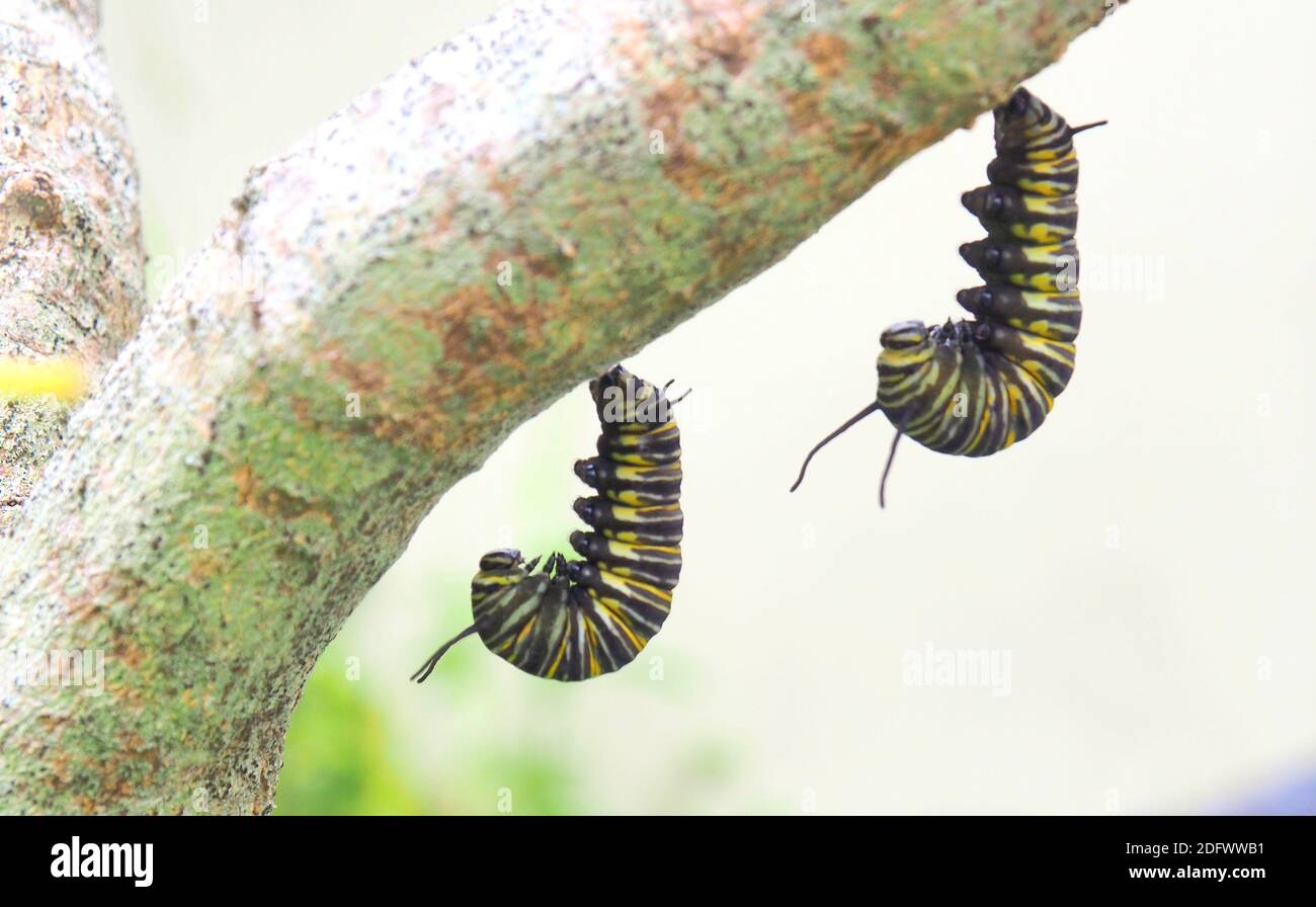 Deux chenilles de papillon monarque (Danaus plexippus) pendent en tandem pour se préparer à la marionnette. Leur couleur a déjà commencé à s'estomper. Banque D'Images