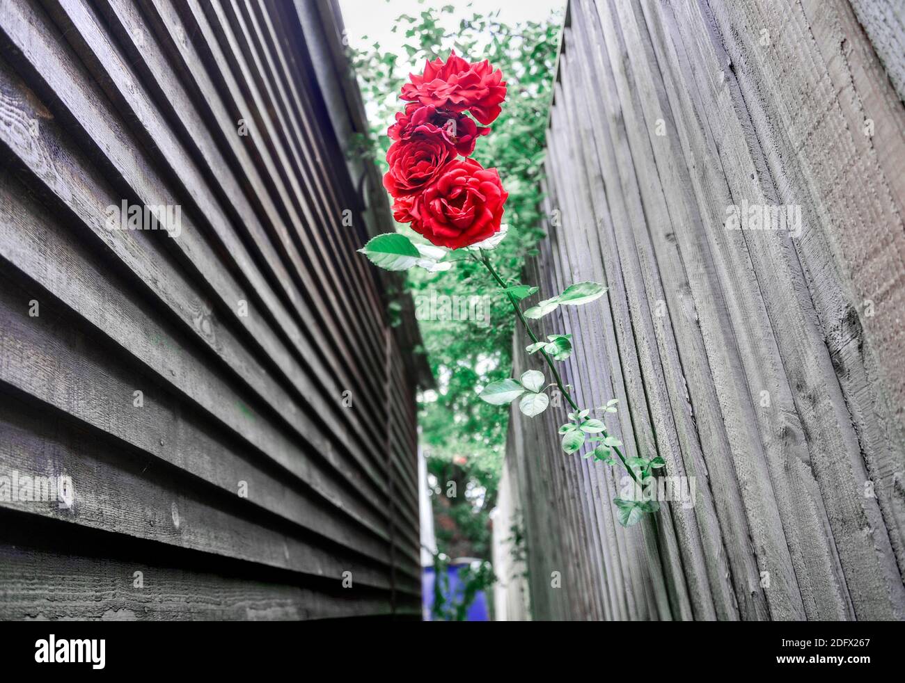 Cette longue, épineuse fleur rouge vif de la prochaine porte voisin a réussi à faire son chemin par une petite ouverture dans la clôture de cour arrière en bois et gro Banque D'Images