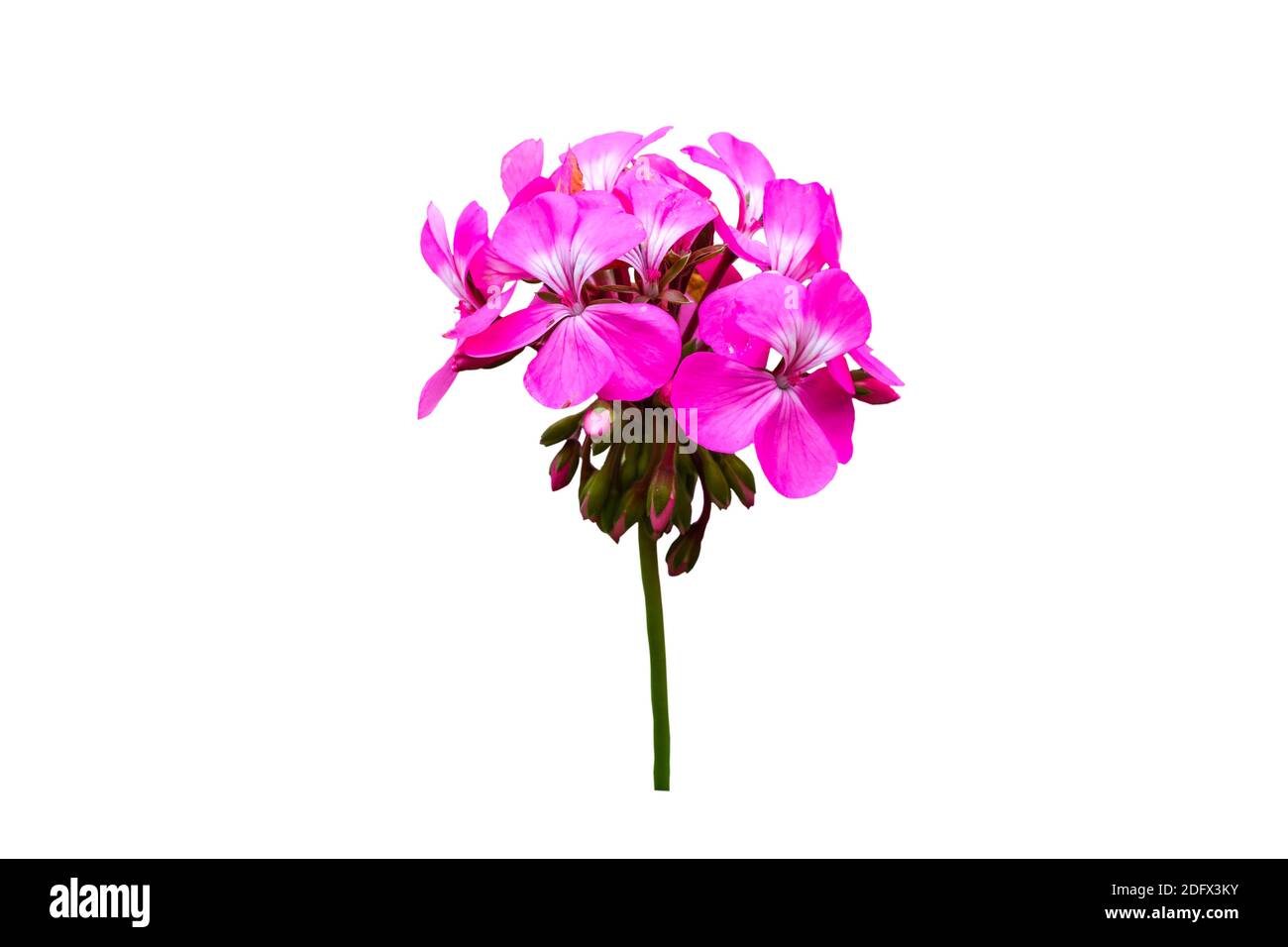 Gros plan de fleur de géranium rose et de feuille verte avec goutte d'eau isolée sur fond blanc.sauvegardé avec le chemin d'écrêtage. Banque D'Images