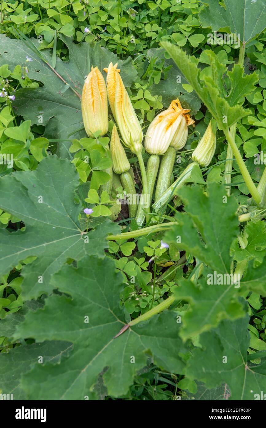 Fleurs de courgettes Banque D'Images