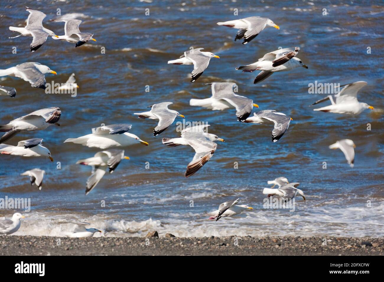 Mouettes volant sur la rivière Anadyr, Anadyr, Chukotka Autonomous Okrug, Russie Banque D'Images