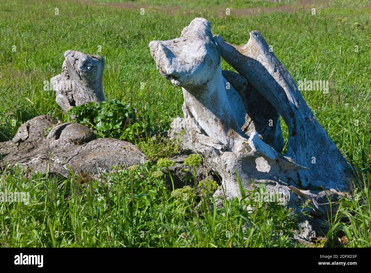 L'os de la mâchoire de baleine, l'Île Yttygran, Mer de Béring, Extrême-Orient russe Banque D'Images