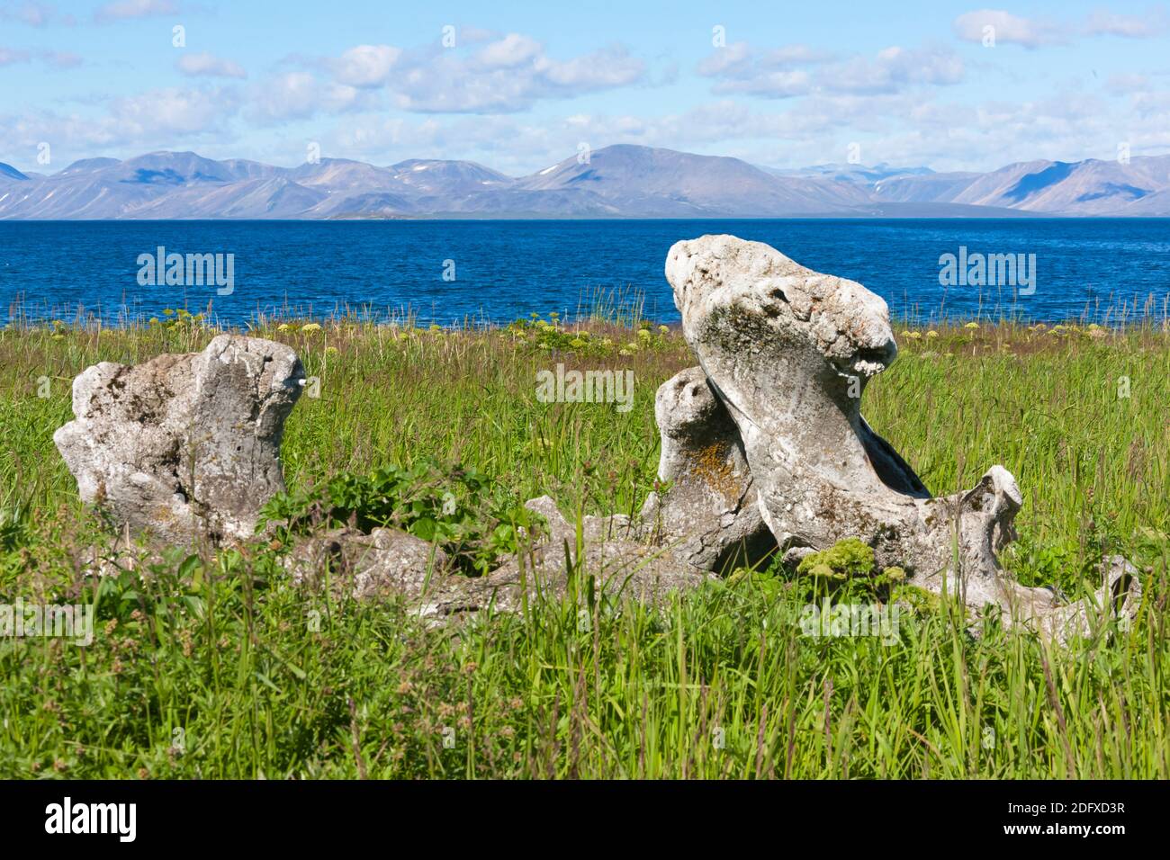 L'os de la mâchoire de baleine, l'Île Yttygran, Mer de Béring, Extrême-Orient russe Banque D'Images