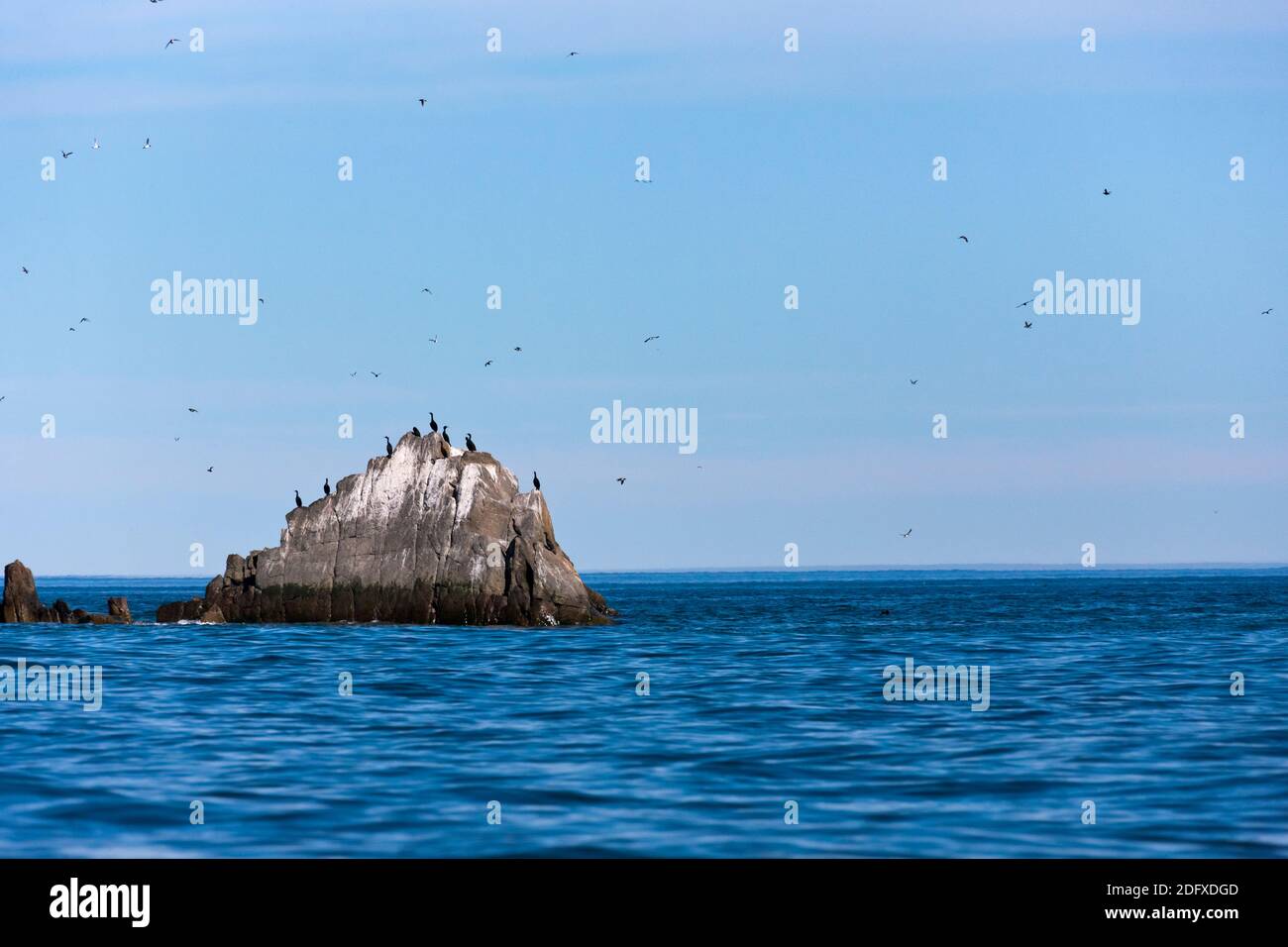 Les cormorans sauvages sur le rocher, Nuneangan, île de la mer de Béring, Extrême-Orient russe Banque D'Images