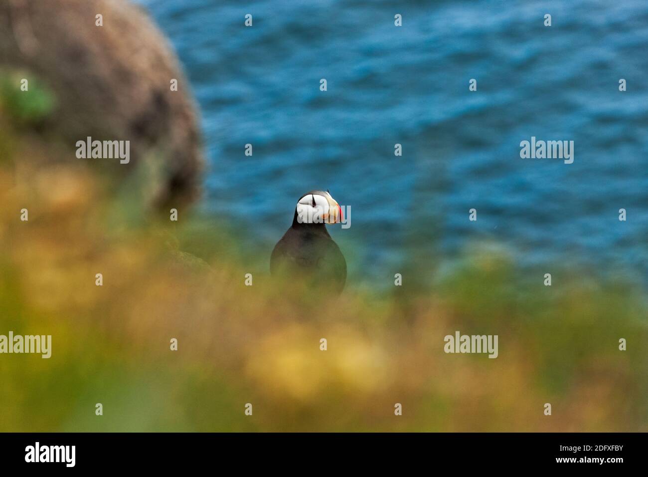 Puffin à cornes (Fratercula corniculata) sur l'île de Kolyuchin, mer de Béring, extrême-Orient russe Banque D'Images