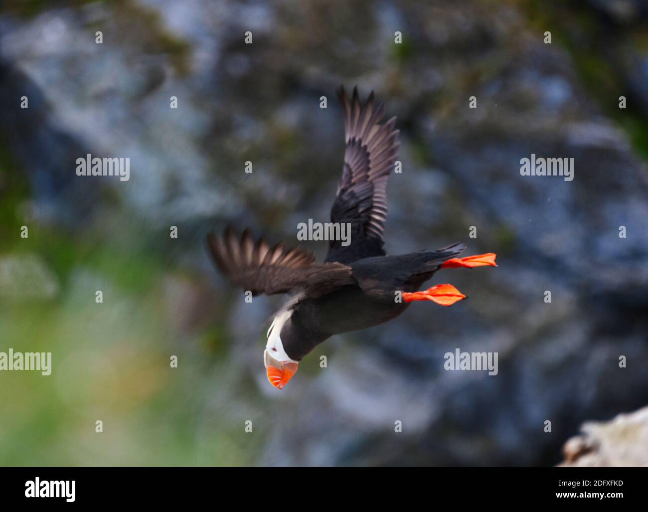 Puffin touffeté (Fratercula cirrhota) sur l'île de Kolyuchin, autrefois une importante station russe de recherche polaire, la mer de Béring, l'extrême-Orient russe Banque D'Images