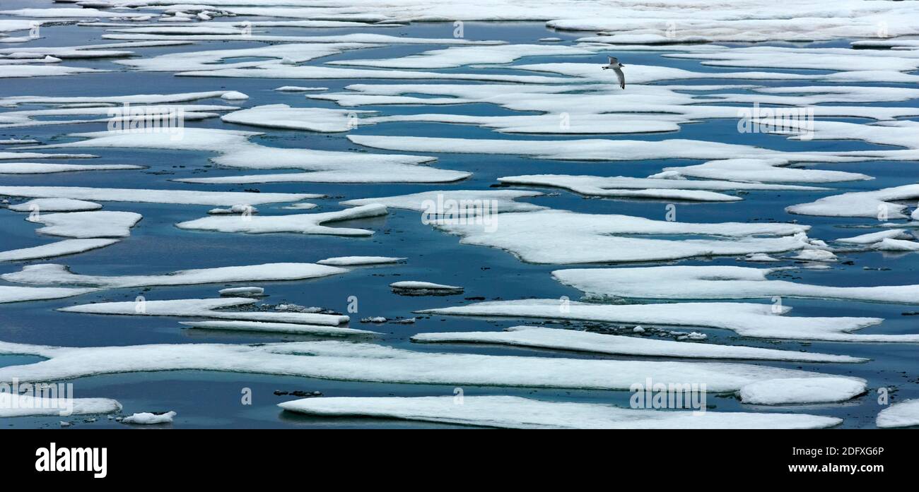 La glace flottante dans la mer de Chukchi, Extrême-Orient russe Banque D'Images