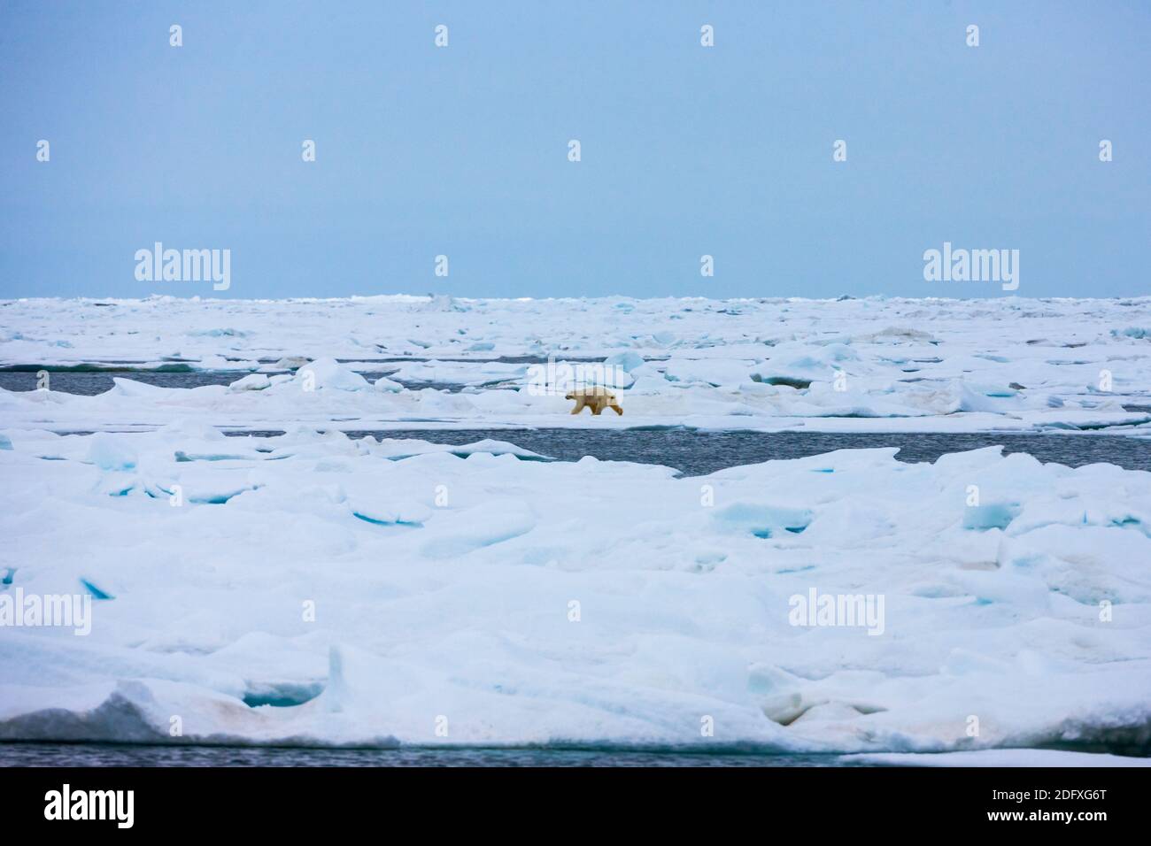 L'ours polaire sur la glace flottante dans la mer de Chukchi, Extrême-Orient russe Banque D'Images