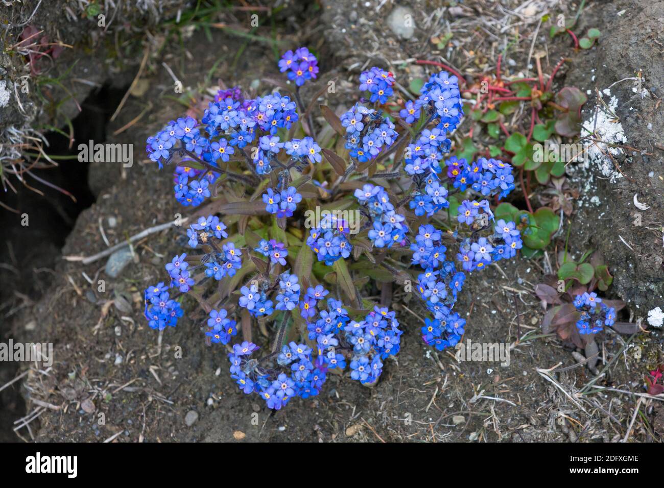 Myosotis alpin (Myosotis alpestris ssp. asiatica), l'île Wrangel, mer de Tchoukotka, en Russie extrême-orient Banque D'Images