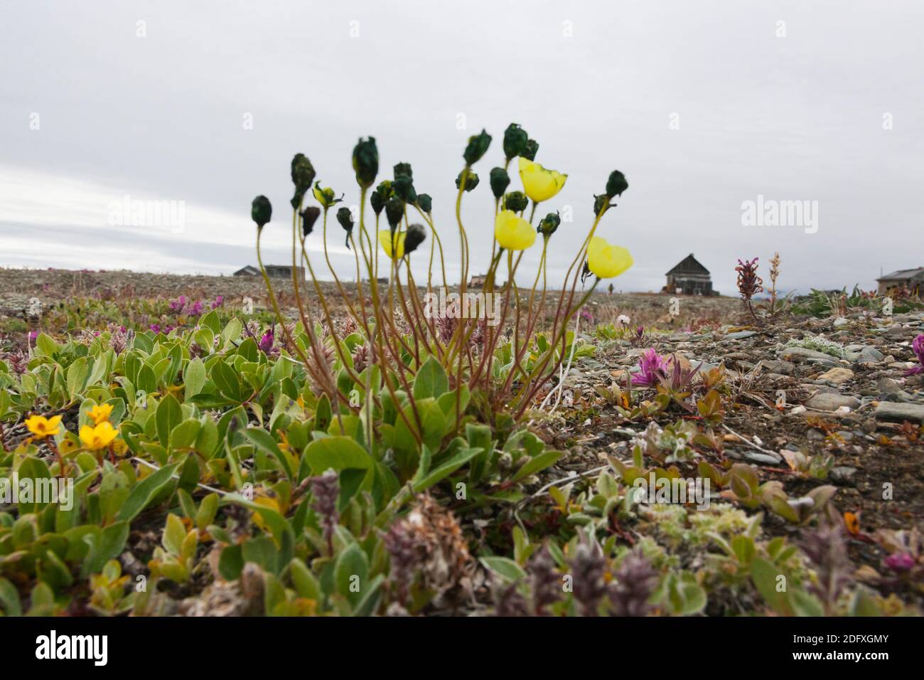 Le pavot arctique (Papaver radicatum), l'île Wrangel, mer de Tchoukotka, en Russie extrême-orient Banque D'Images
