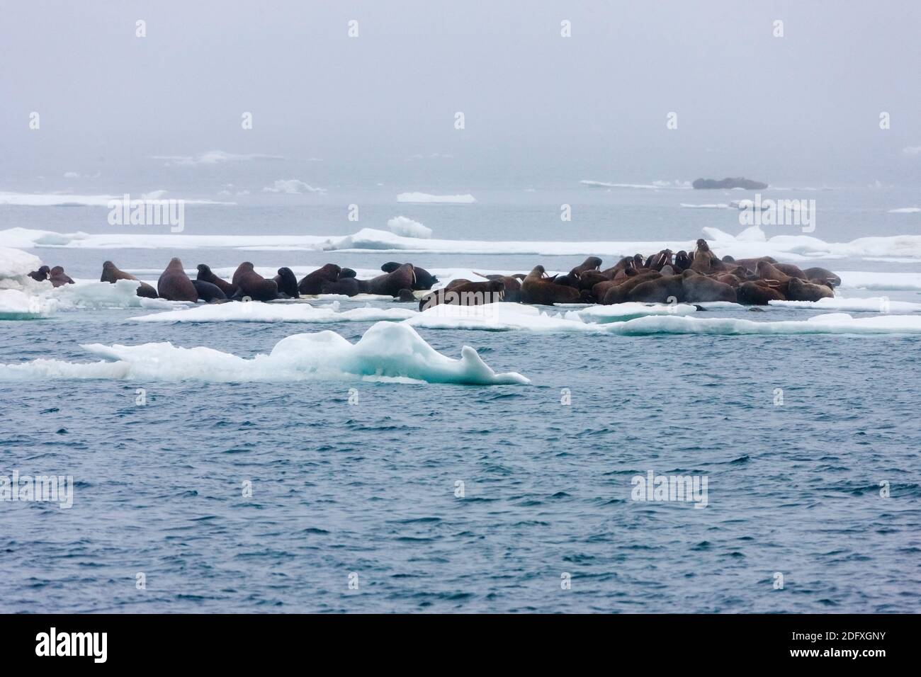 Les morses sur la glace flottante, mer de Tchoukotka, en Russie extrême-orient Banque D'Images