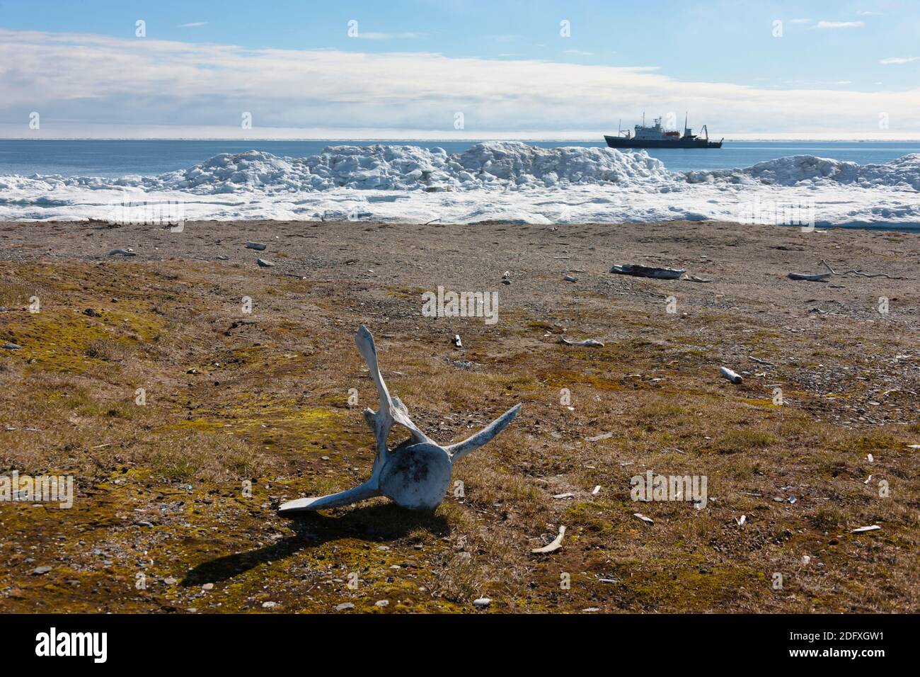 L'os de morse, le Cap Vankarem, l'île Wrangel, mer de Tchoukotka, en Russie extrême-orient Banque D'Images