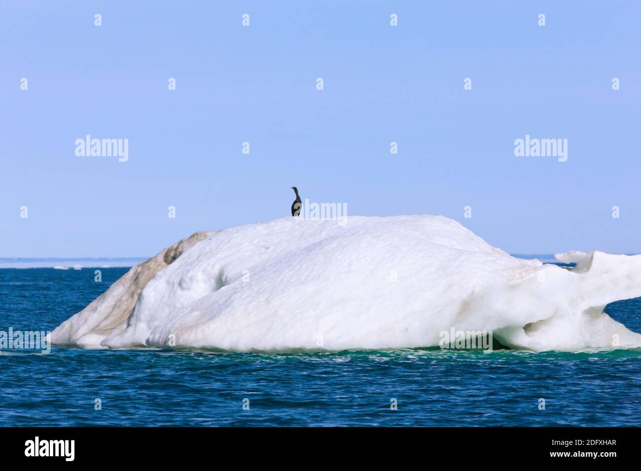 Cormorant sur iceberg, cap Onman, mer de Chukchi, Russie extrême-Orient Banque D'Images