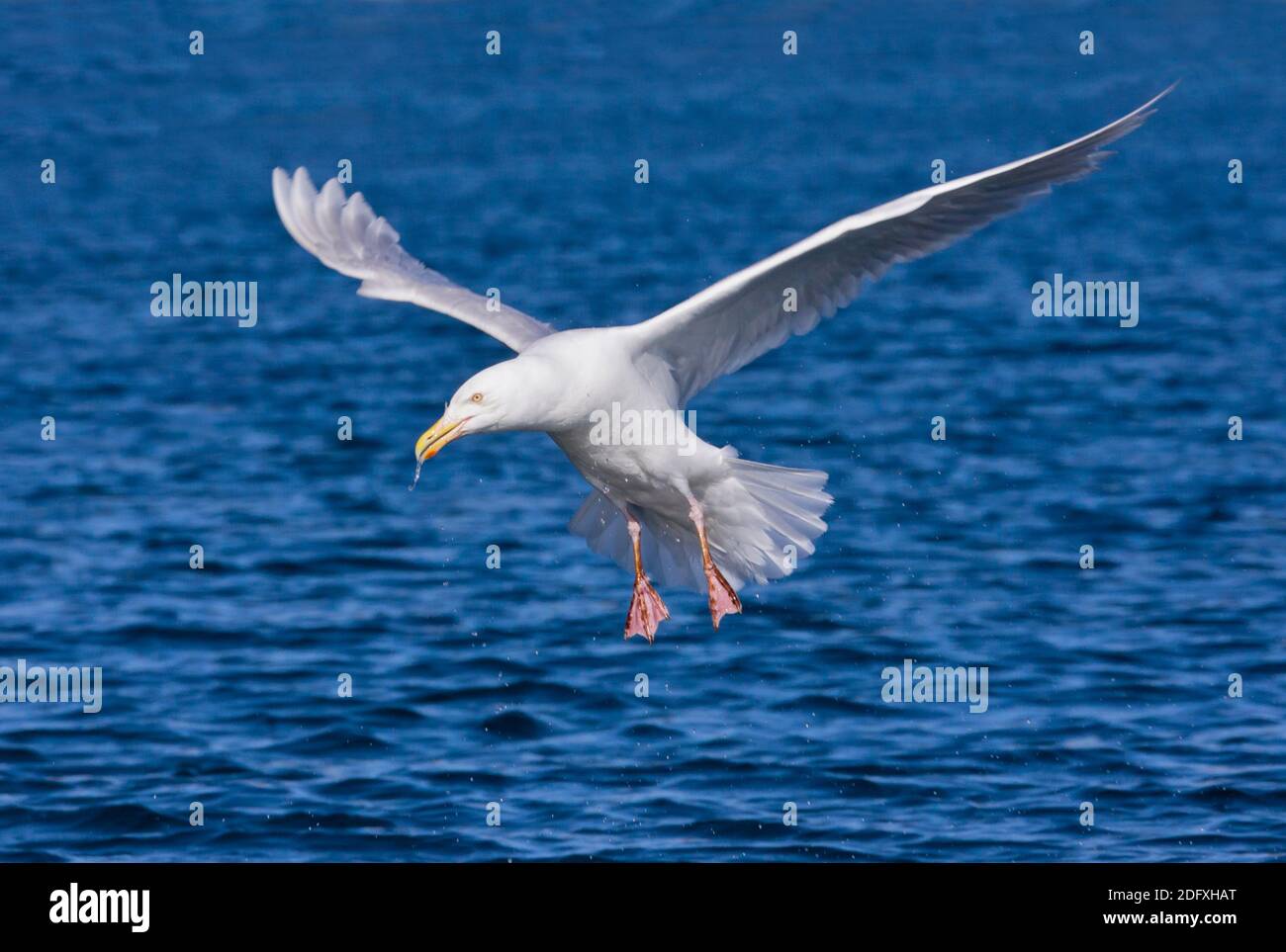 Mouette volant au-dessus de l'océan, cap Onman, mer de Chukchi, Russie extrême-Orient Banque D'Images