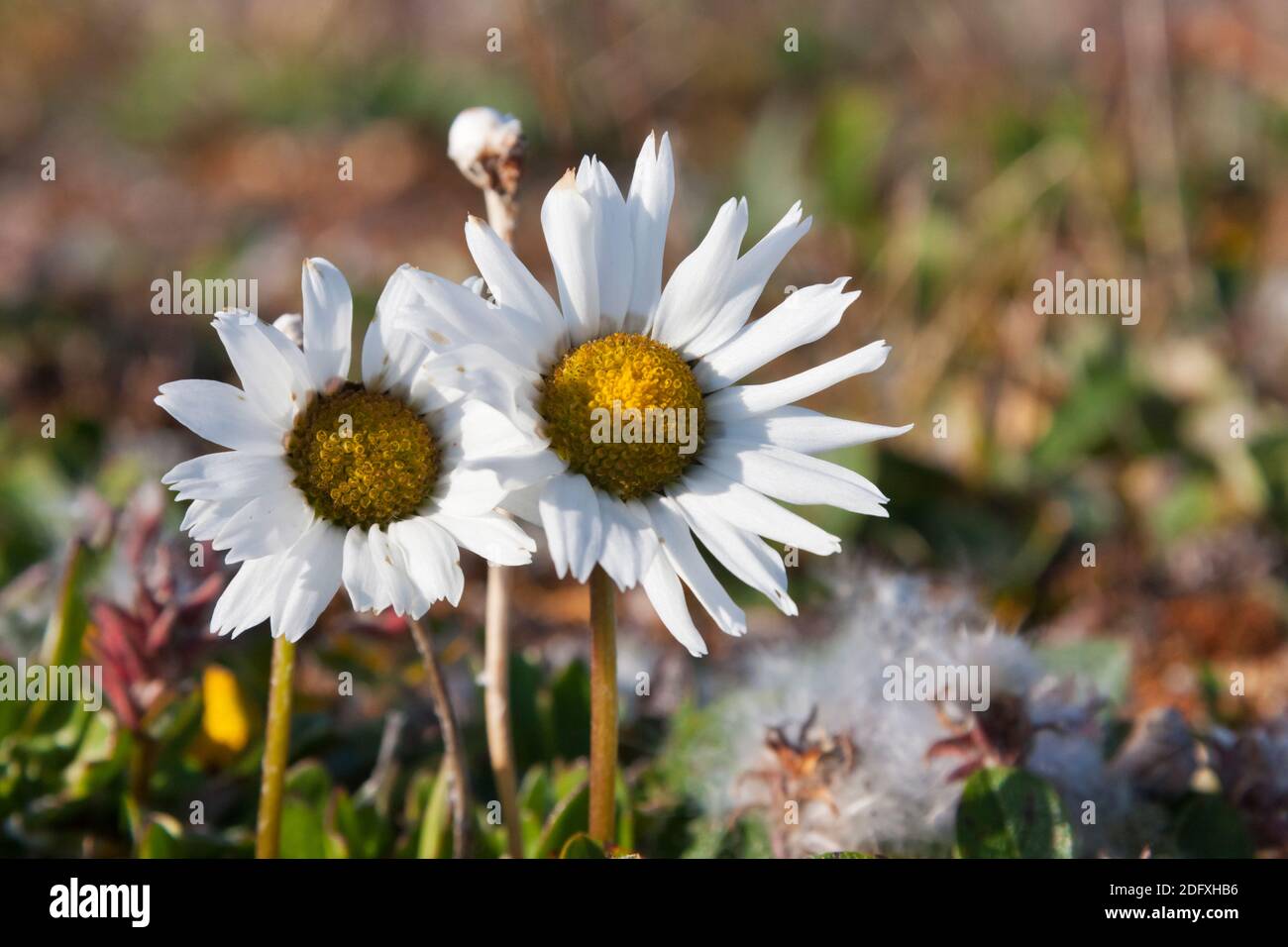 Arctic Chrysanthemum arcticum chrysanthème (CAP), Onman, mer de Tchoukotka, en Russie extrême-orient Banque D'Images
