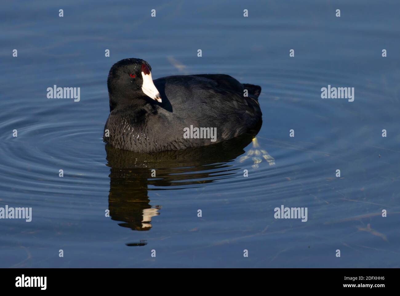 American Coot (Fulica americana), réserve naturelle nationale Merced, Californie Banque D'Images
