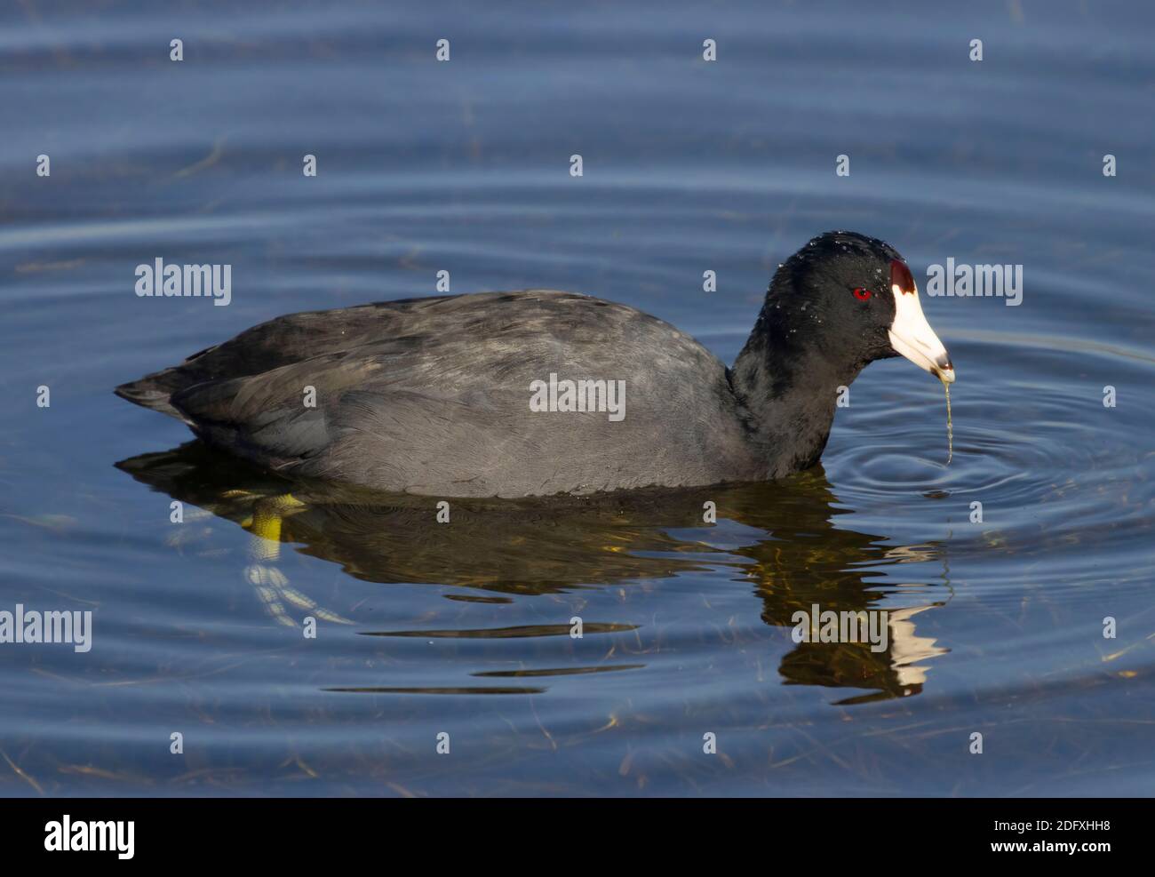 American Coot (Fulica americana), réserve naturelle nationale Merced, Californie Banque D'Images