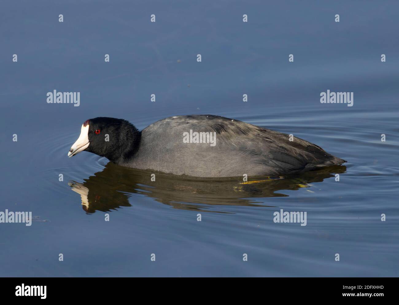 American Coot (Fulica americana), réserve naturelle nationale Merced, Californie Banque D'Images