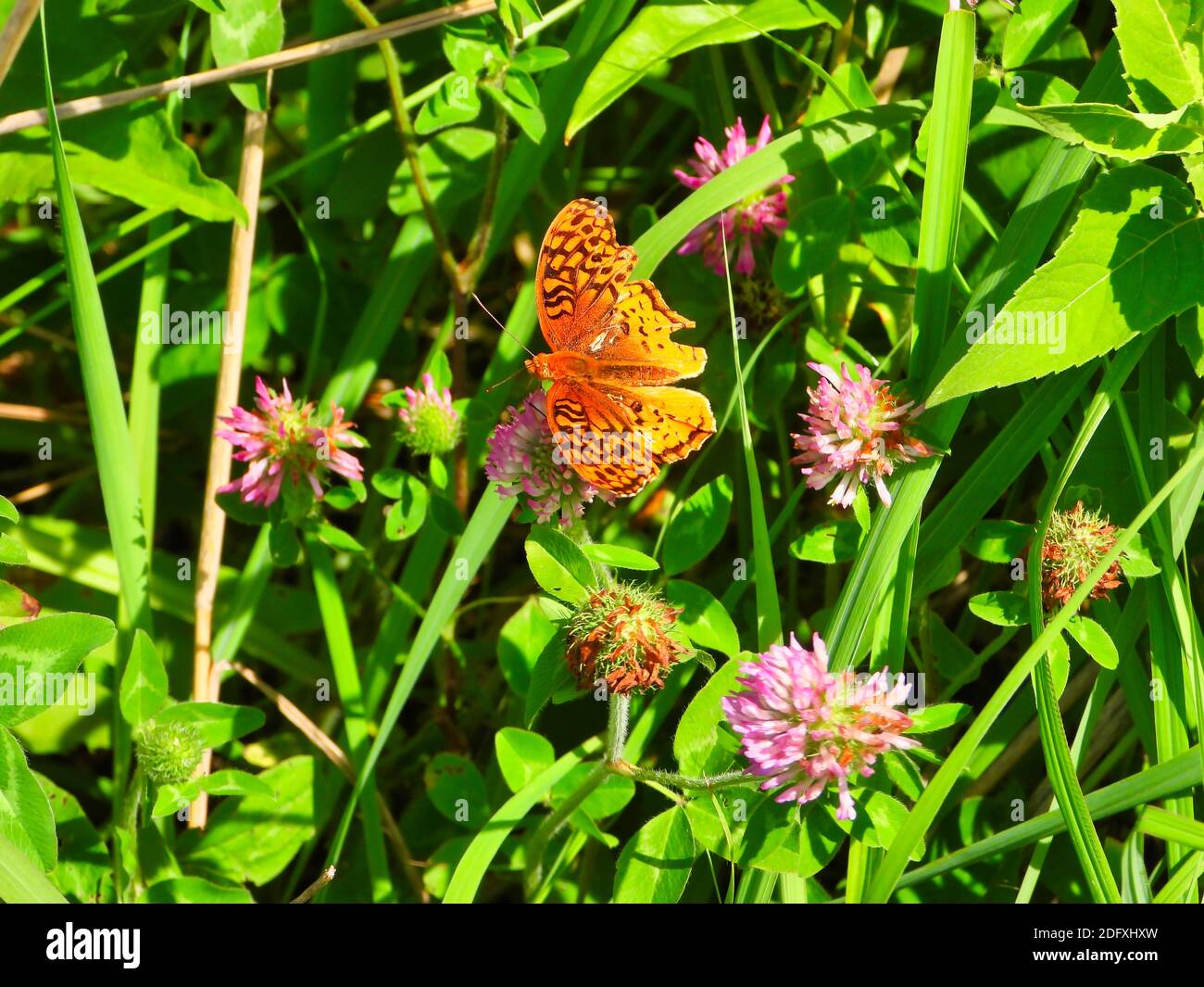 Papillon fritillaire lavé à l'argent (pephia d'Argynnis) Un papillon orange est installé sur une fleur rose en été Plantes vertes et florales sur un clos Sunny Day Banque D'Images