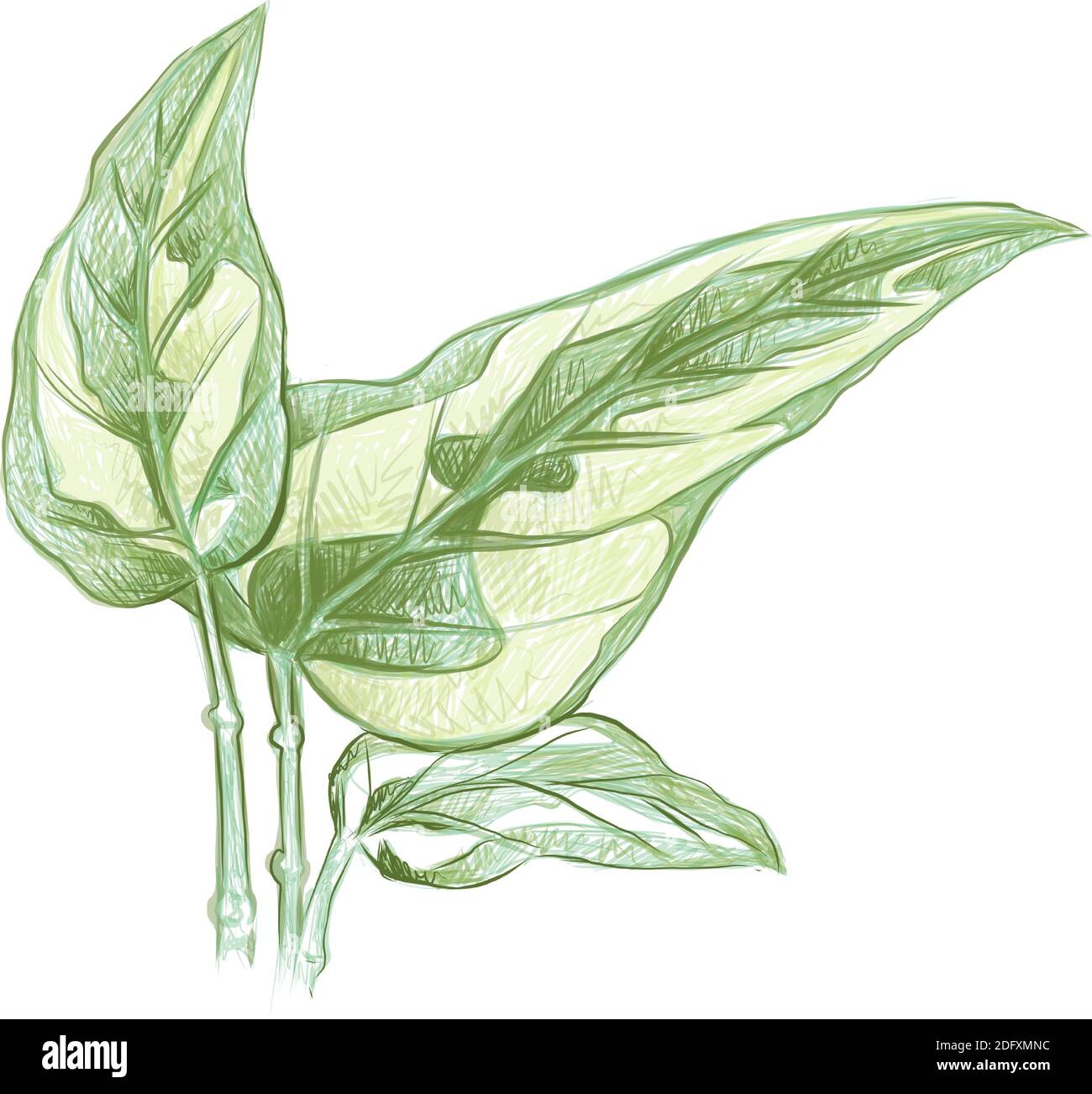 Concepts écologiques, illustration d'Epipremnum Aureum, Golden Pothos, Hunter's Robe, Ivy Arum, Money Plant ou Silver Vine Creeper Plant. Illustration de Vecteur