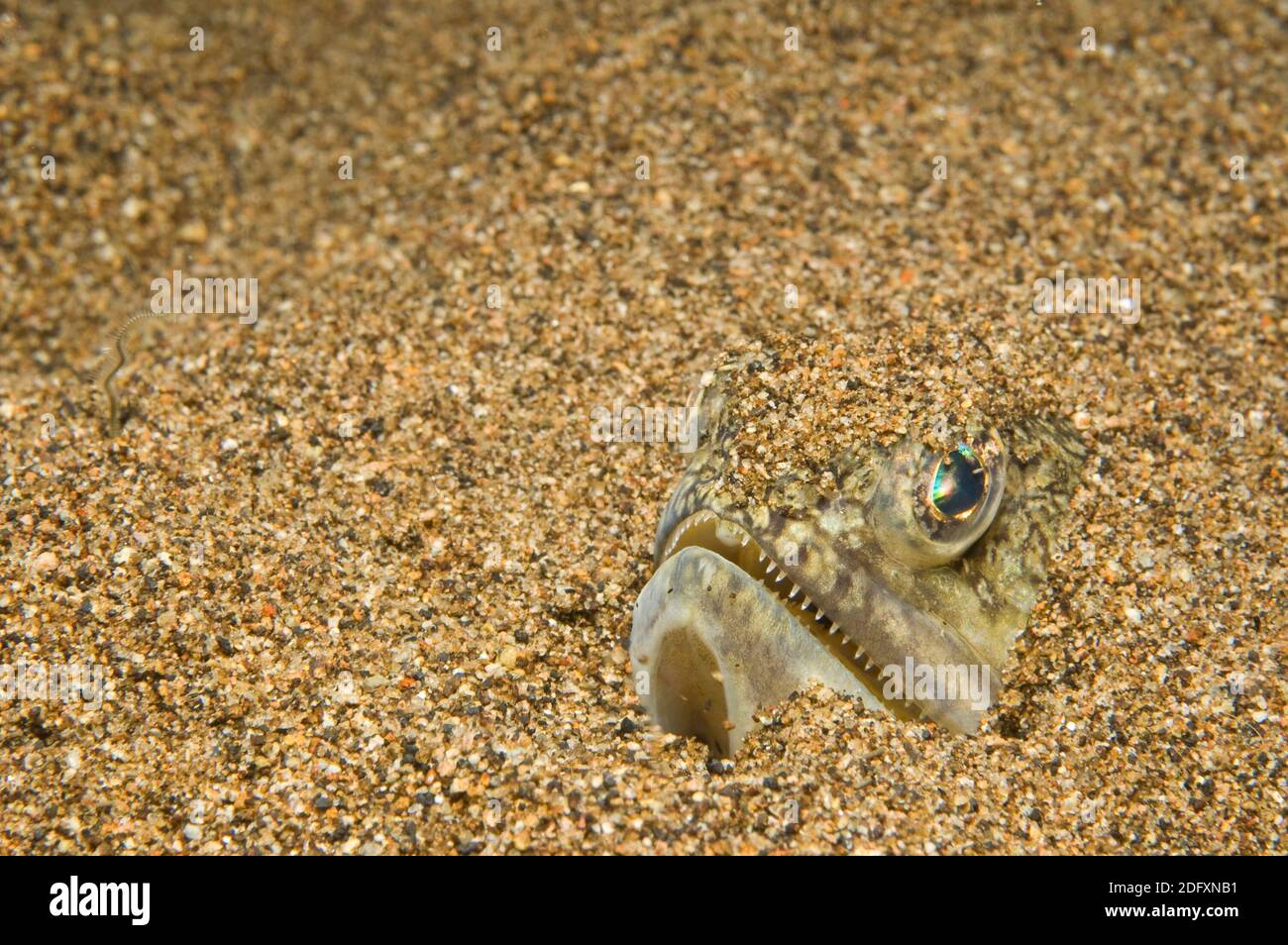 Récif ou Lizardfish peint en hiding dans le sable - Ambush Predator SYNODUS variegatus Banque D'Images