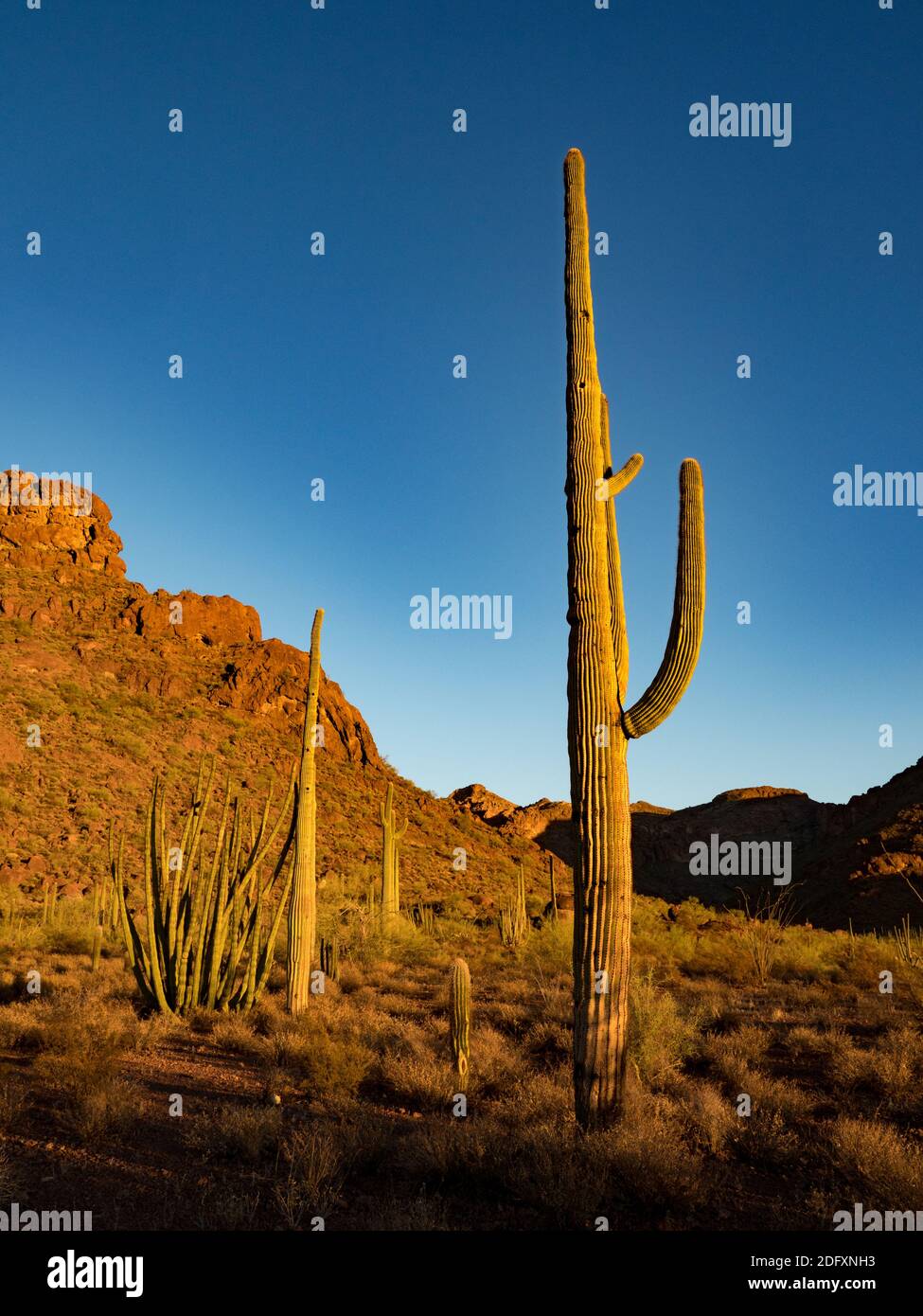 Le magnifique désert du terrain de camping Alamo Canyon dans le monument national Organ Pipe Cactus, Arizona, États-Unis Banque D'Images