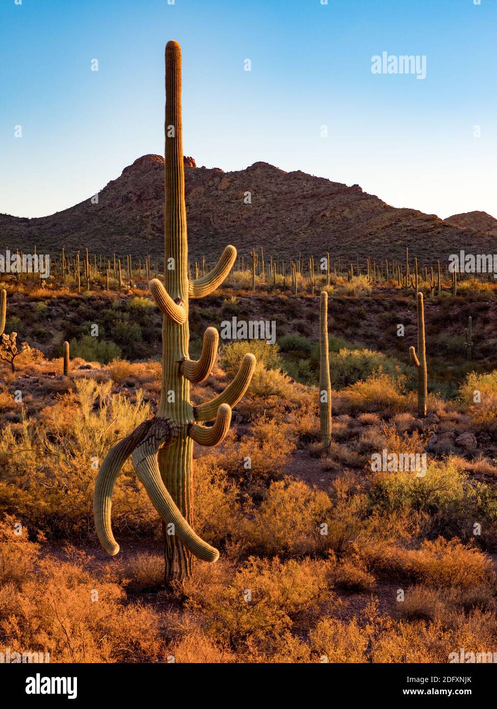 Le magnifique désert du terrain de camping Alamo Canyon dans le monument national Organ Pipe Cactus, Arizona, États-Unis Banque D'Images