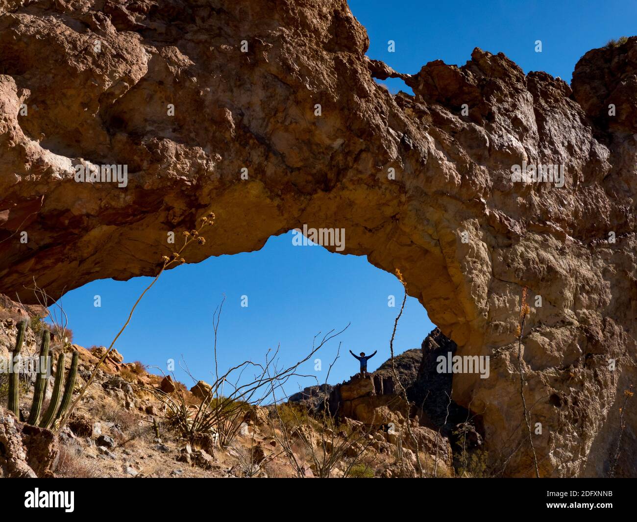 Un randonneur apprécie l'arche naturelle d'Arch Canyon, Organ Pipe Cactus National Monument, Arizona, Etats-Unis Banque D'Images