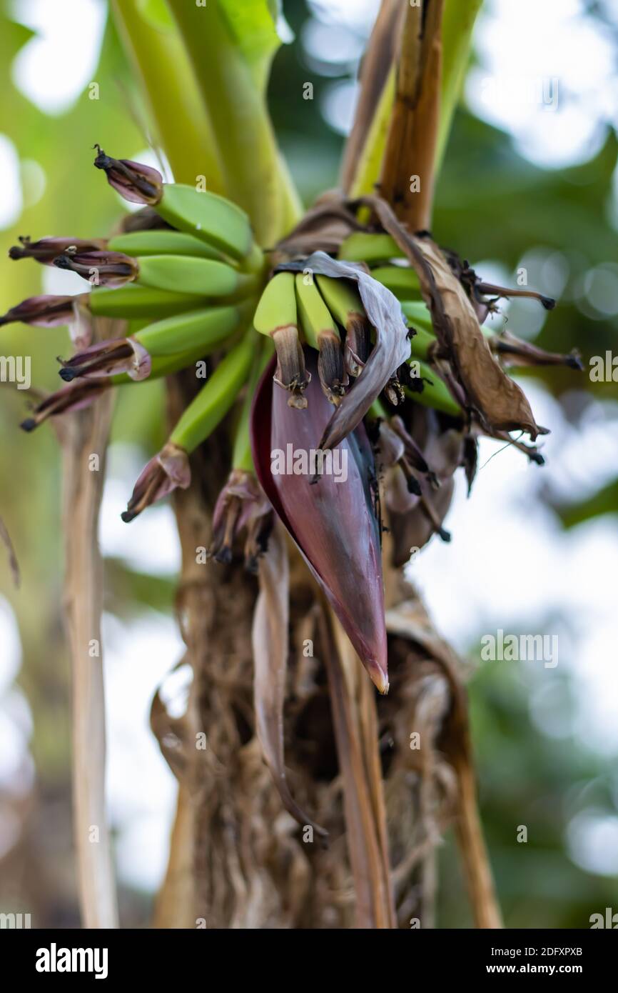 Banane verte malnutris dans un arbre dans le jardin avec fleur de banane Banque D'Images Banane verte malnutris dans un arbre dans le jardin avec fleur de banane Banque D'Images